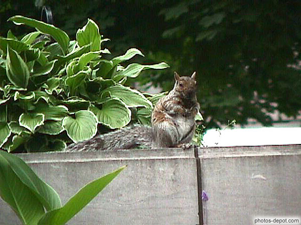 photo de écureuil sur un mur