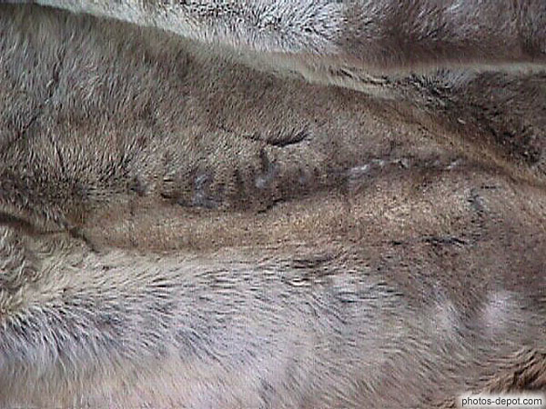 photo de peau de loup