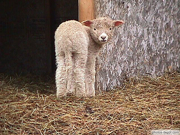 photo d'Agneau me regardant !