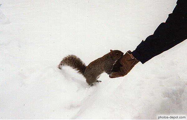 photo de écureuil dans la neige mange dans la main