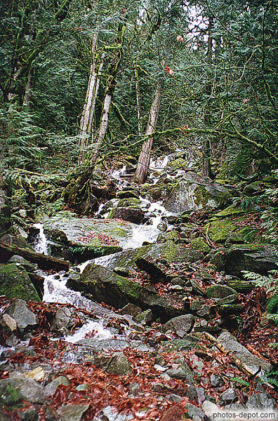 photo de Cascade dans la forêt