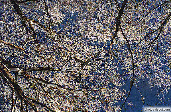 photo de givre sur les branches d'arbre l'hiver