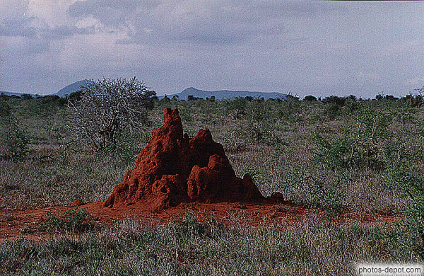 photo de Termite dans la savane