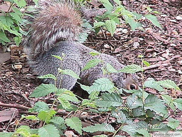 photo de écureuil à central park