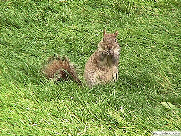 photo de écureuil debout dans l'herbe à central park