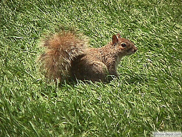 photo de écureuil à central park