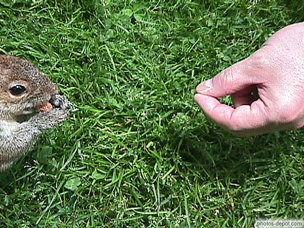 photo de écureuil nourri à la main à central park
