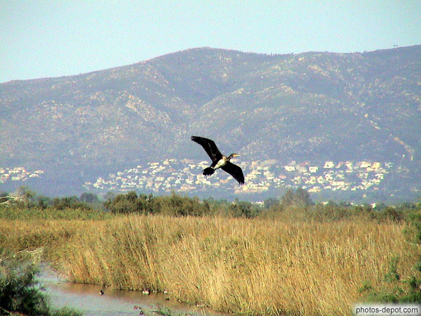 photo de vol de cormoran
