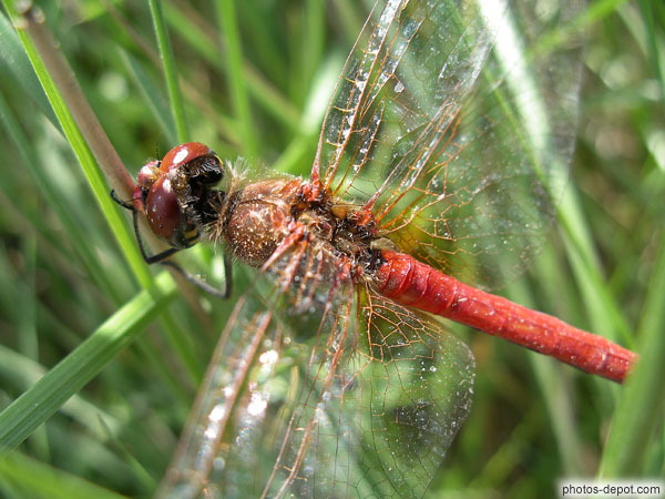 photo de détail libellule rouge