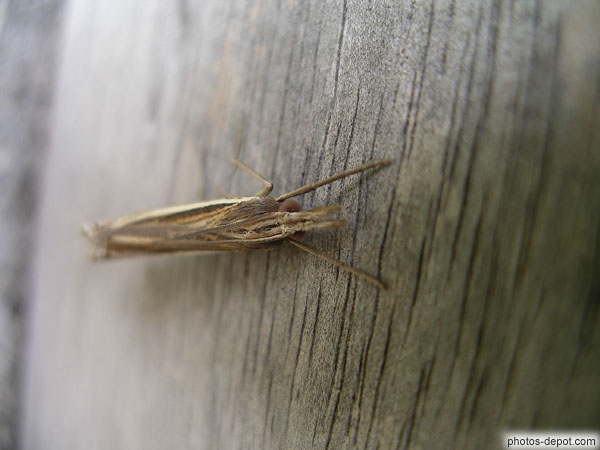 photo d'insecte gris aux longues antennes