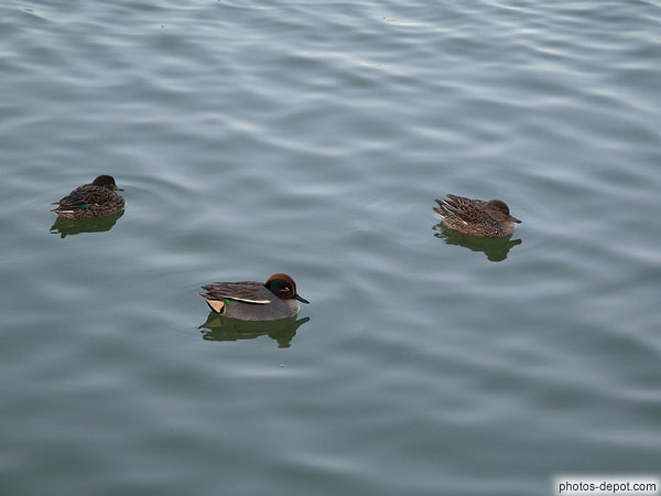 photo de petits canards sur l'eau