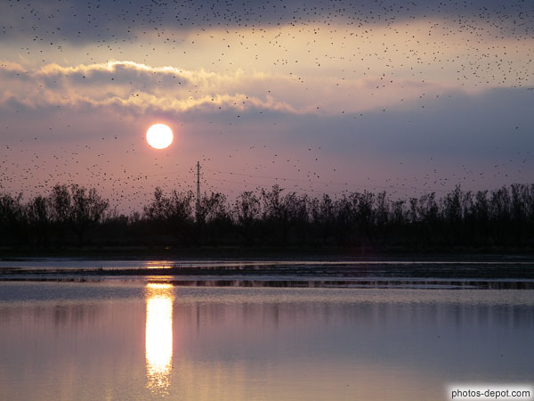 photo de miriades d'étourneaux sur les marais