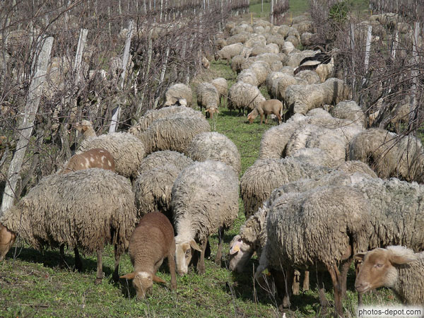 photo de moutons dans les vignes