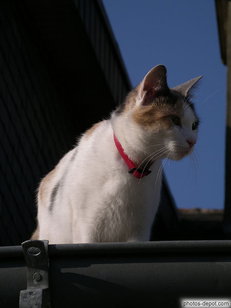 photo de chat sur la goutière
