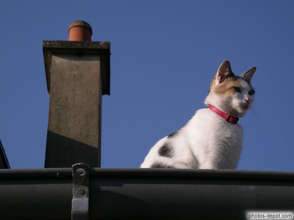 photo de chat dans la goutière et cheminée
