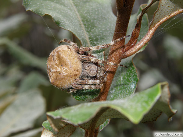 photo de grosse araignée