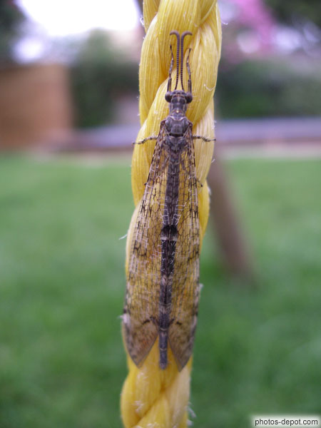photo de Long insecte aux antennes courbées et ailes à grillage