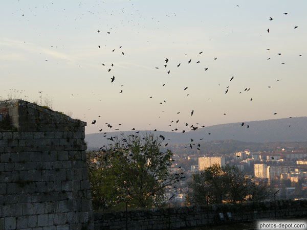 photo de centaines de corbeaux sur les remparts