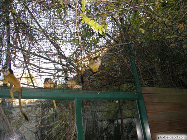 photo de Propithéque sorti de sa cage !