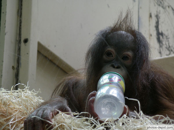 photo de petit orang outang boit son biberon
