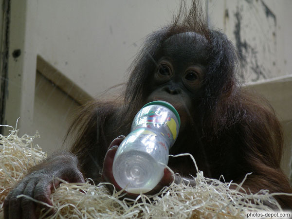 photo de petit orang outang boit son biberon