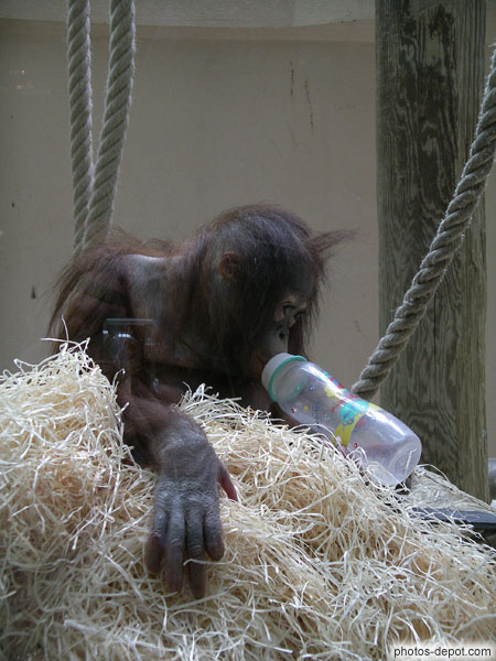 photo de Lingga, petit orang outang abandonné boit son biberon