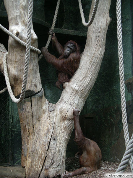 photo d'Orang Outang mâle et femelle