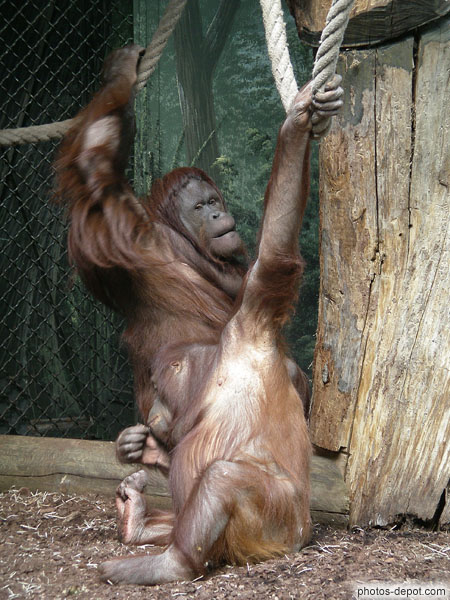 photo de mâle et femelle orang outang