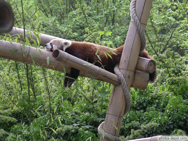photo de Le petit Panda dort toute la journée enroulé sur une branche, à l'abri des prédateurs