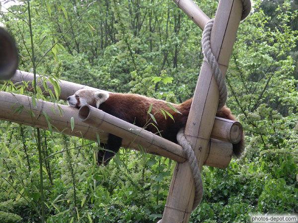 photo de Le petit Panda des forêts himalayennes vit entre 2000 et 3000m d'altitude et est un ours (ursidés) et non un raton laveur