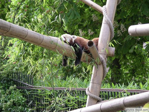 photo de Petit panda pattes pendantes : la sieste...