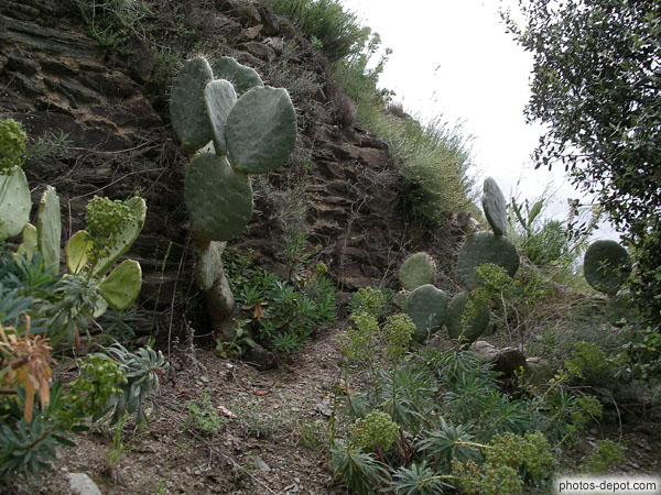 photo de Cactus
