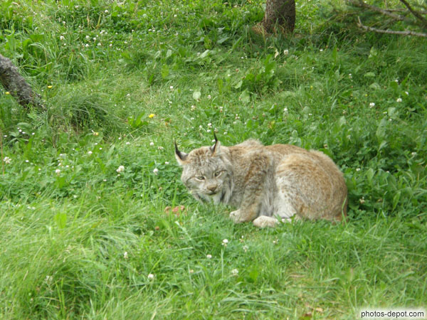 photo de Lynx du Canada