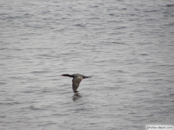 photo de Vol de cormoran sur l'eau
