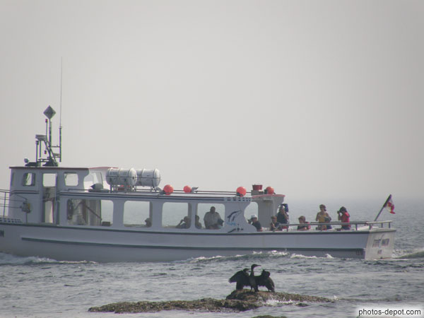 photo de cormoran à aigrette ailes déployées devant bateau touristes