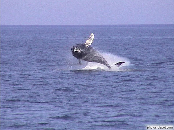 photo de saut de baleine à bosse