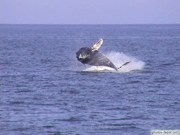 photo de saut d'une jubarde