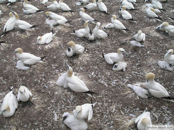 Fous de bassans et leurs oisillons Canada, Gaspesie, Ile Bonaventure, Photo 2007