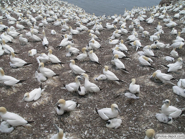 Reproduction des fous de Bassan Canada, Gaspesie, Ile Bonaventure, Photo 2007