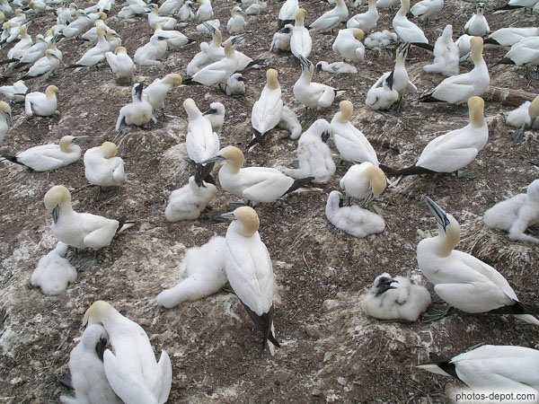 Oisillons en duvets Canada, Gaspesie, Ile Bonaventure, Photo 2007