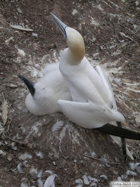 photo d'ailes des fous de bassan