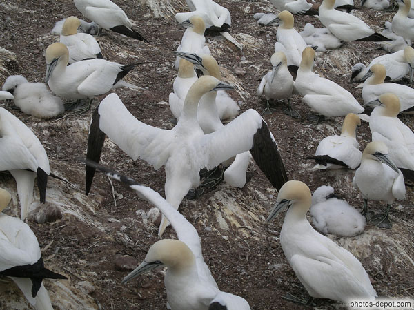 Danses des couples fous de bassan Canada, Gaspesie, Ile Bonaventure, Photo 2007
