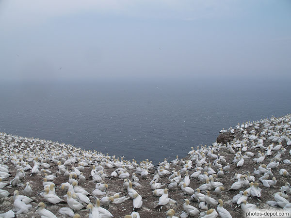 photo d'au bord de la falaise nichent les 200.000 fous de bassans