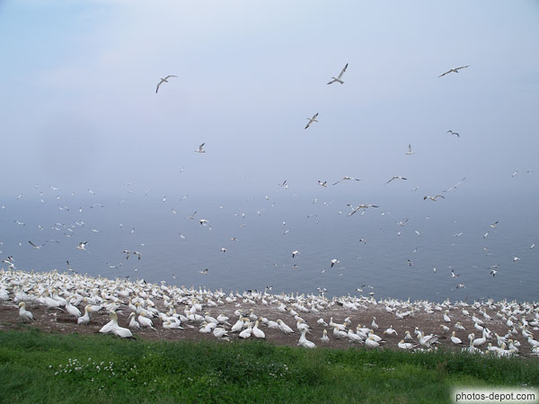 Fous de Bassan Canada, Gaspesie, Ile Bonaventure, Photo 2007