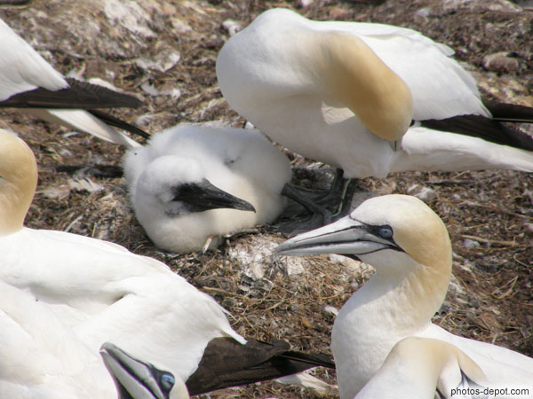 photo de bébés Fous de Bassan en duvet