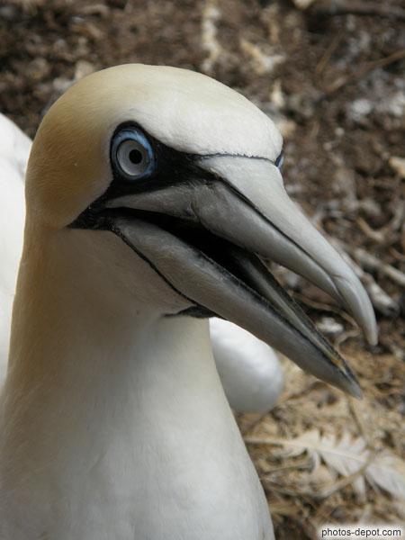 photo de tête Fou de Bassan