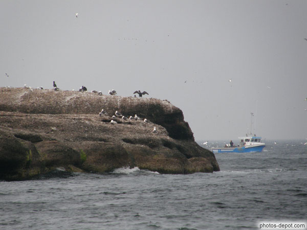 photo de Cormorans sur rocher et bateau