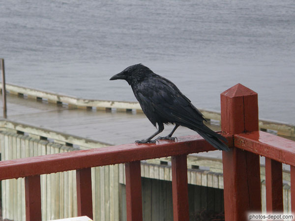 photo de Corbeau Noir sur rambarde de bois près du quai