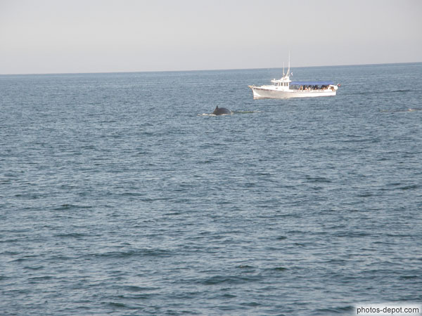 photo d'Observation des baleines