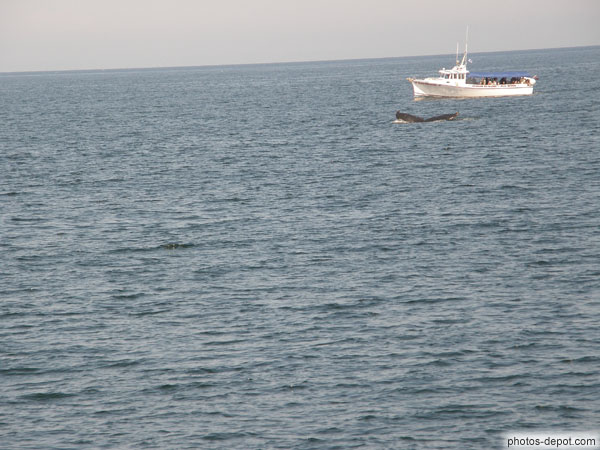 photo d'Observation des baleines